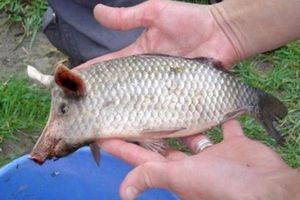 Pigfish Photo Fish With Pig Snout