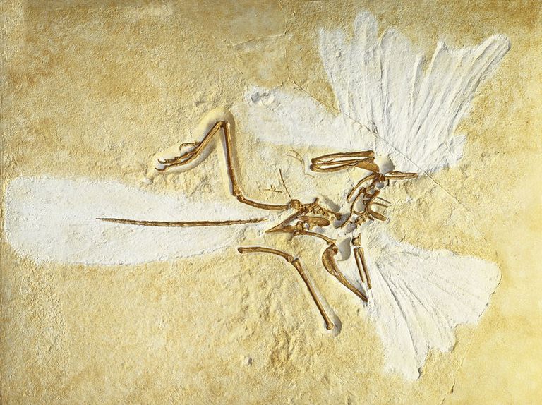 archaeopteryx fossil bird