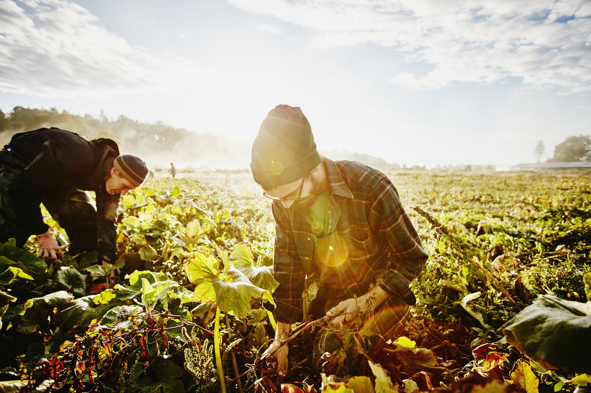 an-overview-of-agricultural-geography