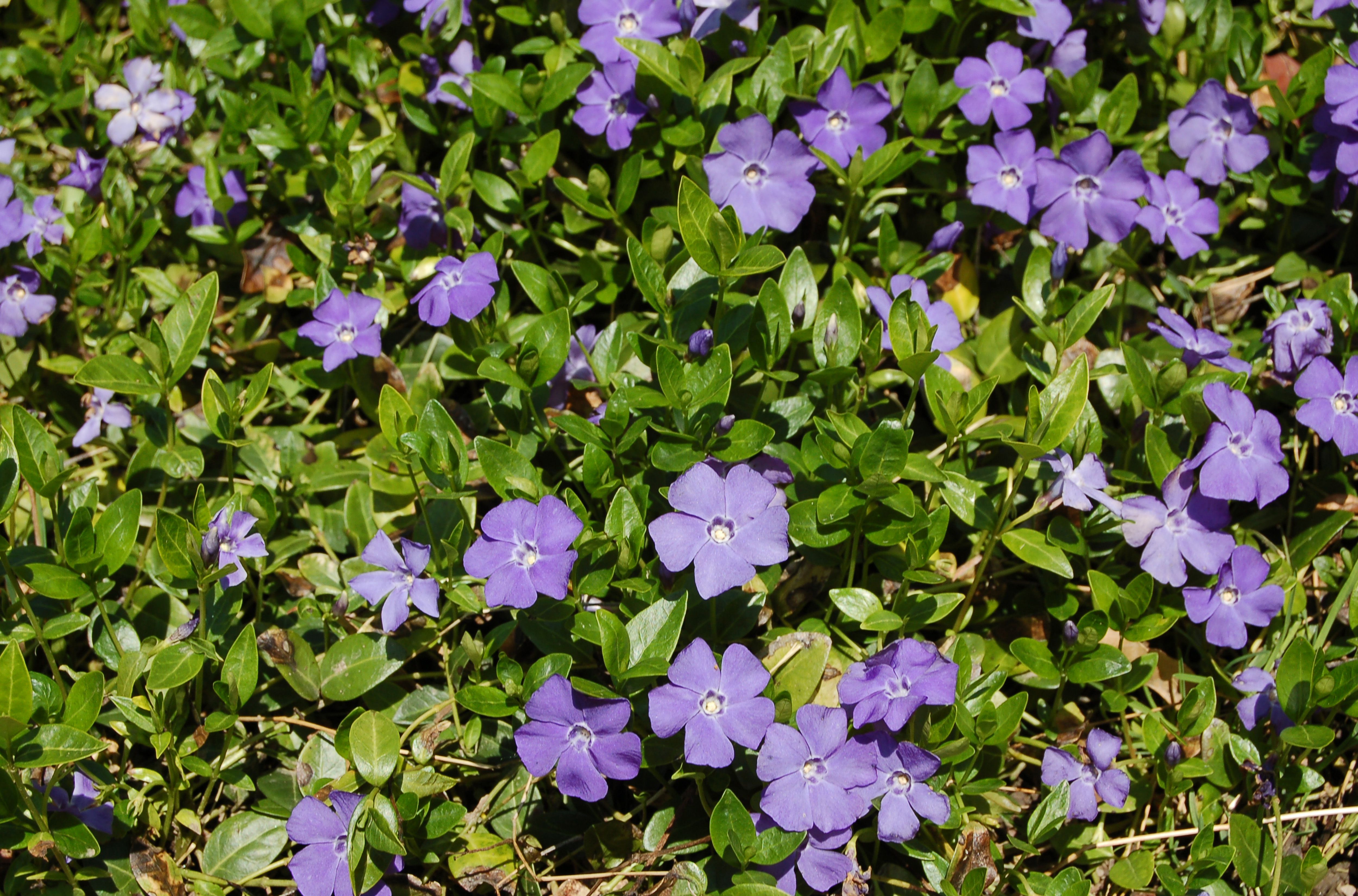 Vinca Minor Vines Pros, Cons of a Classic Ground Cover