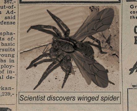 winged-spider-56a9a13a5f9b58b7d0fd81f8.jpg