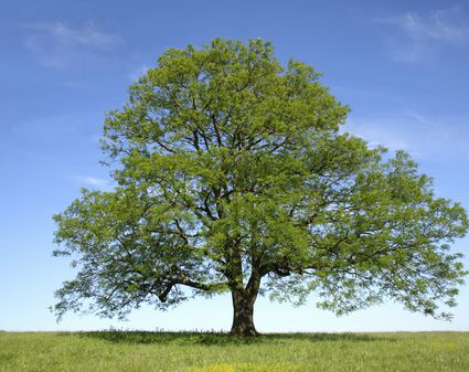 12 Species of Fir Trees: Members of the Abies Genus