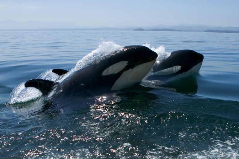 Find Out Where Killer Whales Live