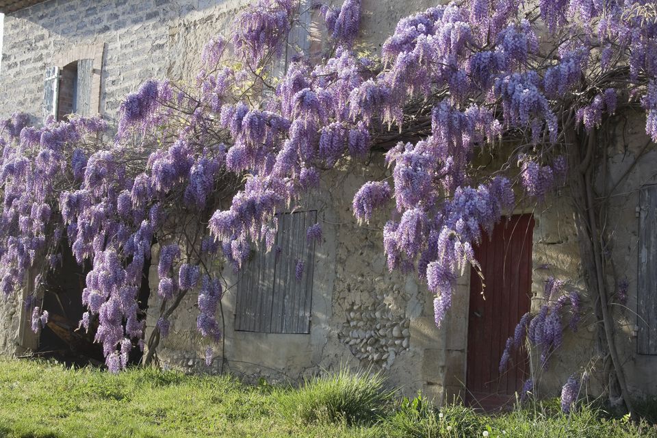 Image result for wisteria vine images