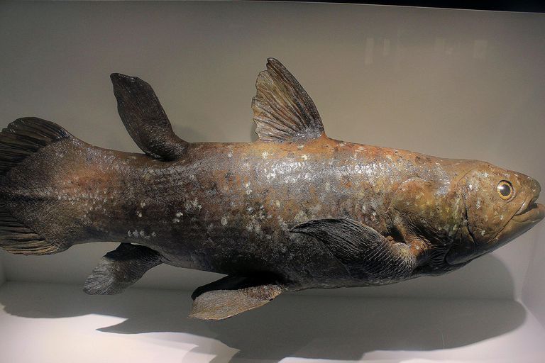 Coelacanths, The World's Only Living "Extinct" Fish