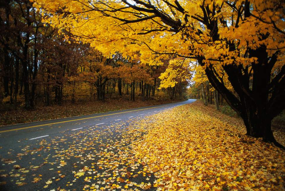 5 Beautiful Dog Friendly National Parks