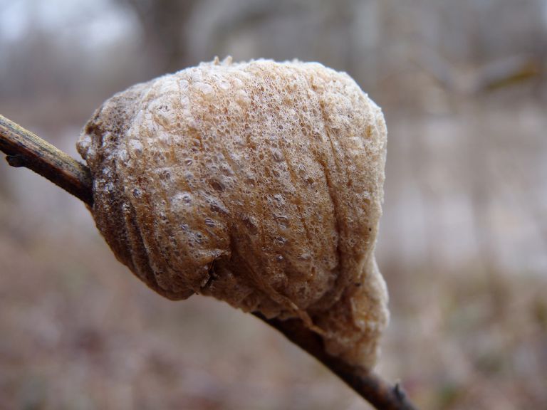 Praying Mantis Egg Case   8298951644 652562a453 K 56a51fdd3df78cf772865eaf 