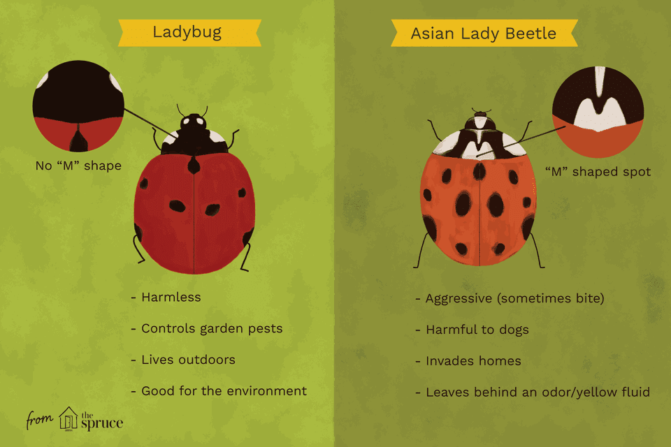 Image result for ladybug vs lady asian beetle