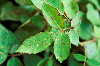 Rose Of Sharon Leaves Turning Yellow - rose of sharon leaves turning yellow after transplant