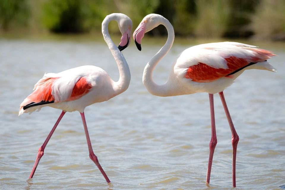 flamingo pair 59037d4d3df78c54562cb53c