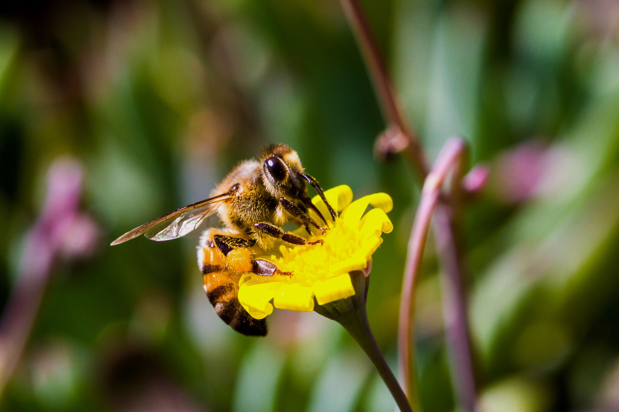 What Are Killer Bees A k a Africanized Bees 