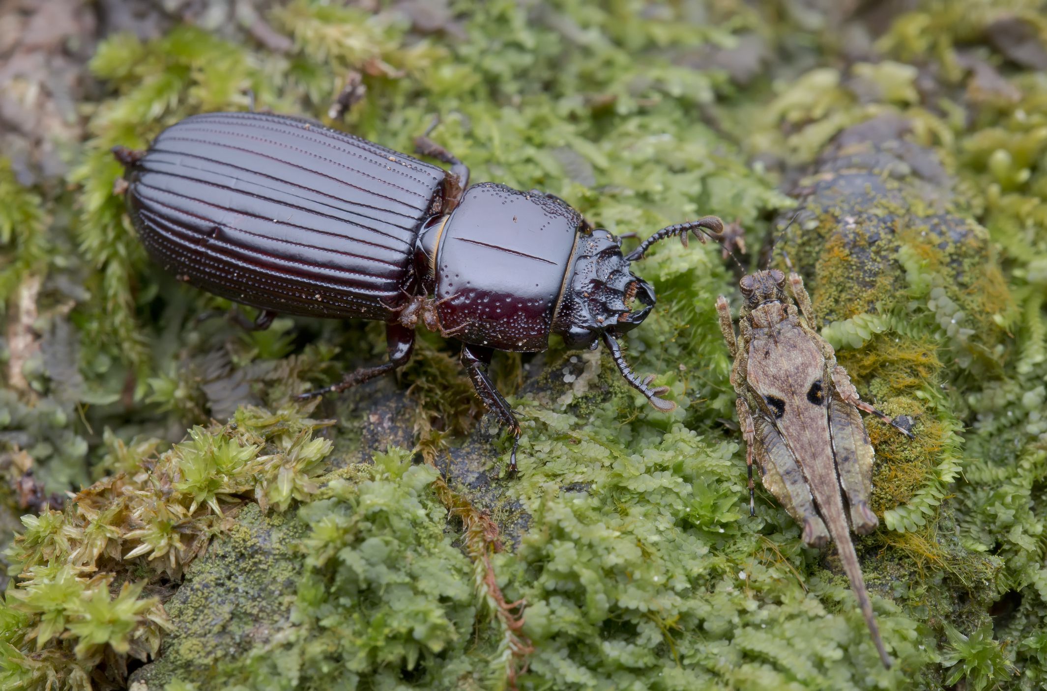 Habits and Traits of Bess Beetles, Family Passalidae