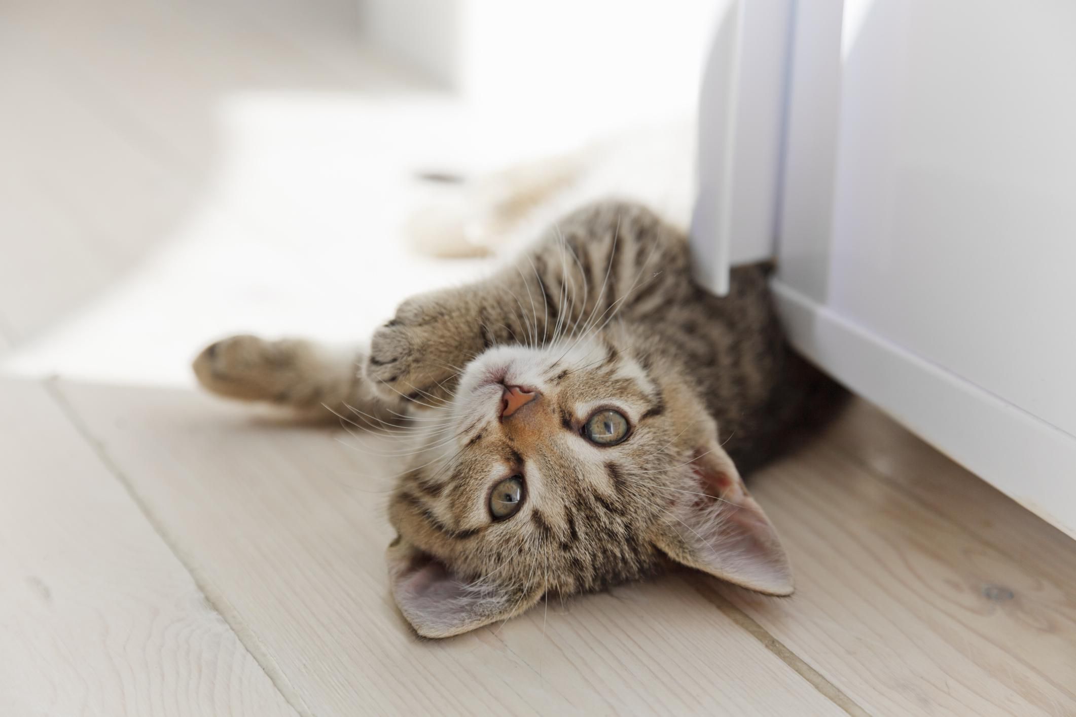 How To Remove Cat Urine Odor from Wood Floors