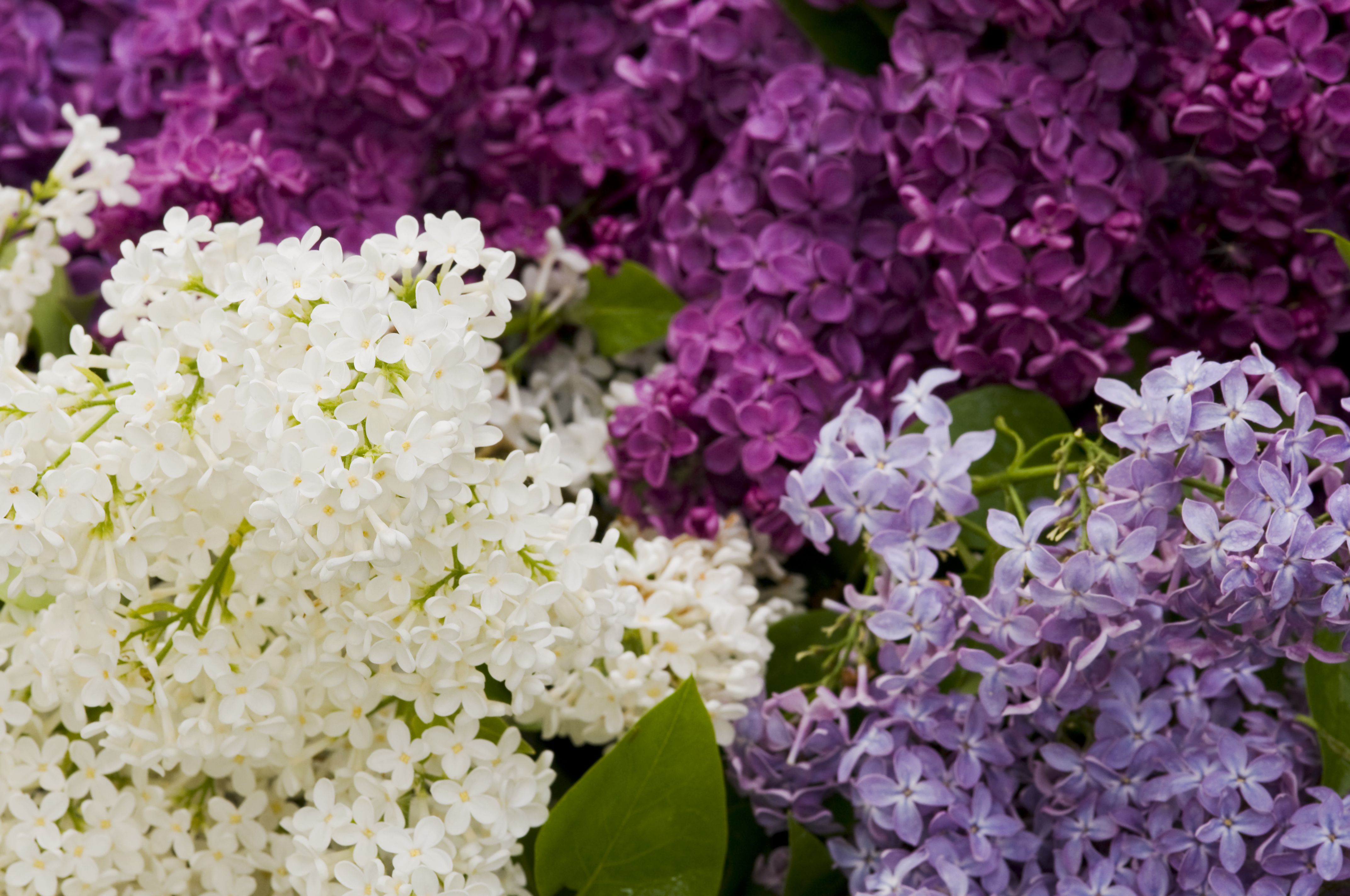 Lilac Varieties Images ~ The 20 Best Lilac Varieties To Grow In Your ...