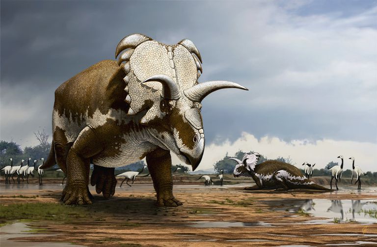 one horned triceratops