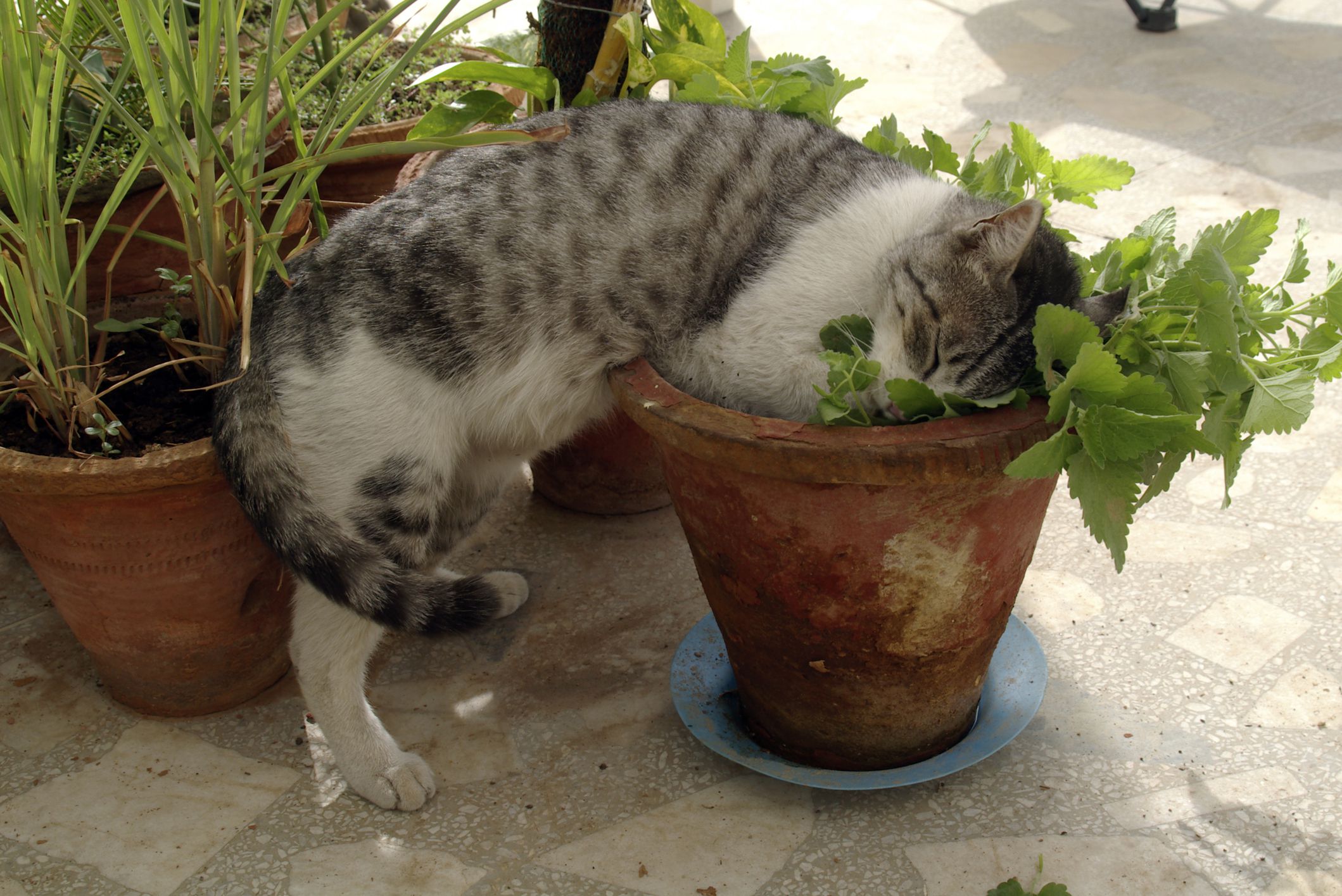 Tips for Growing Catnip Inside