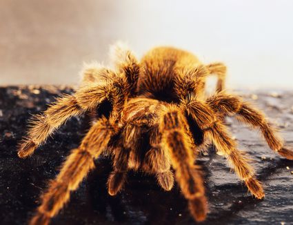 Caring for Your Pet Curly Hair Tarantula