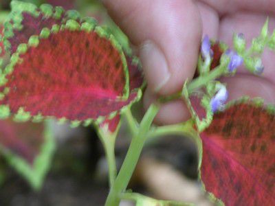 pinching deadheading garden maintenance flower cutting back iannotti marie coleus