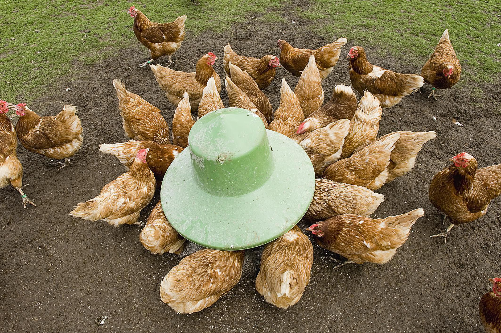 Raising Chicken Supplies - Small Farms