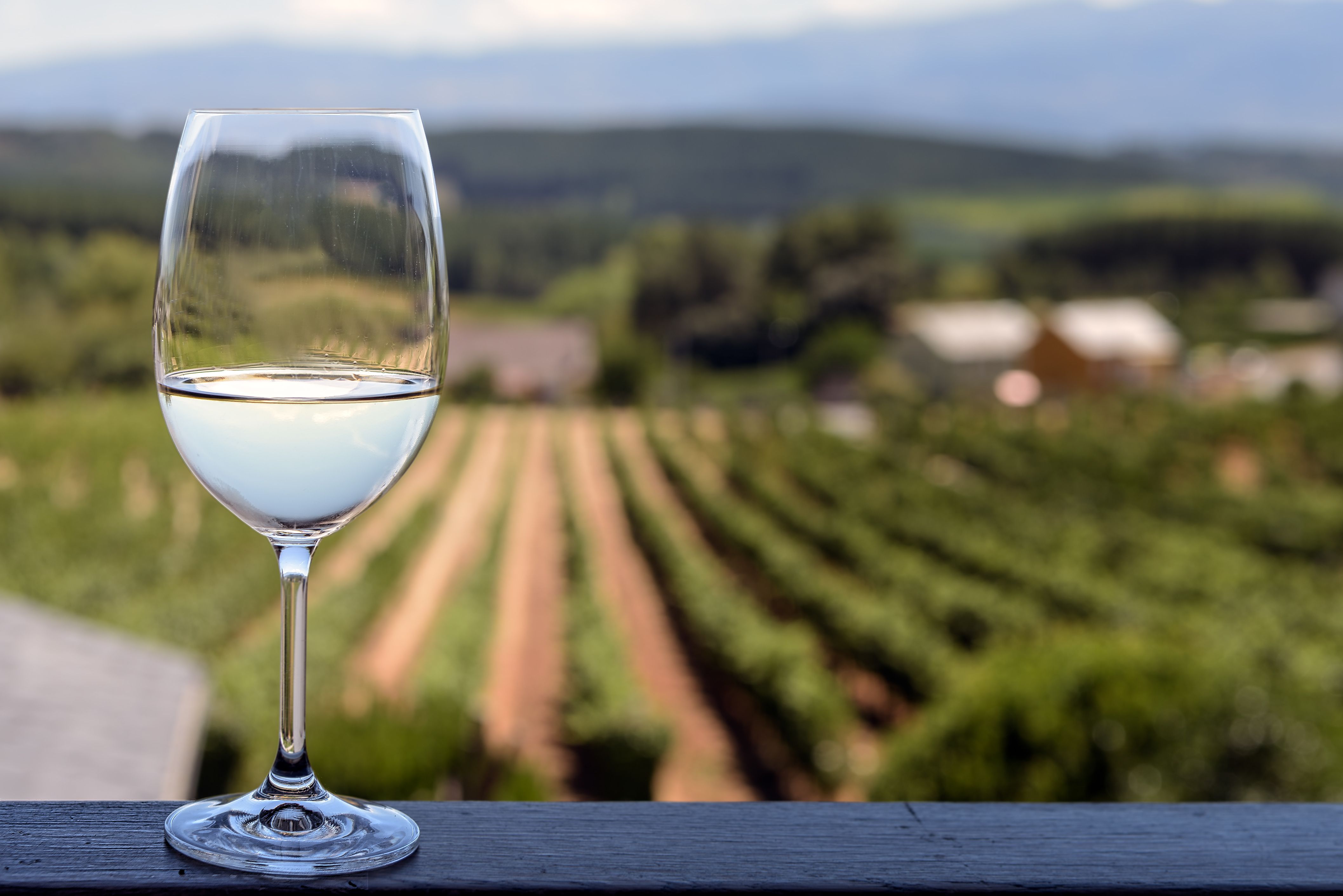 Белое вино фото. Совиньон Блан в бокале. Glass of Sauvignon Blanc. Вино на белом фоне. Бокалы белого на фоне природы.