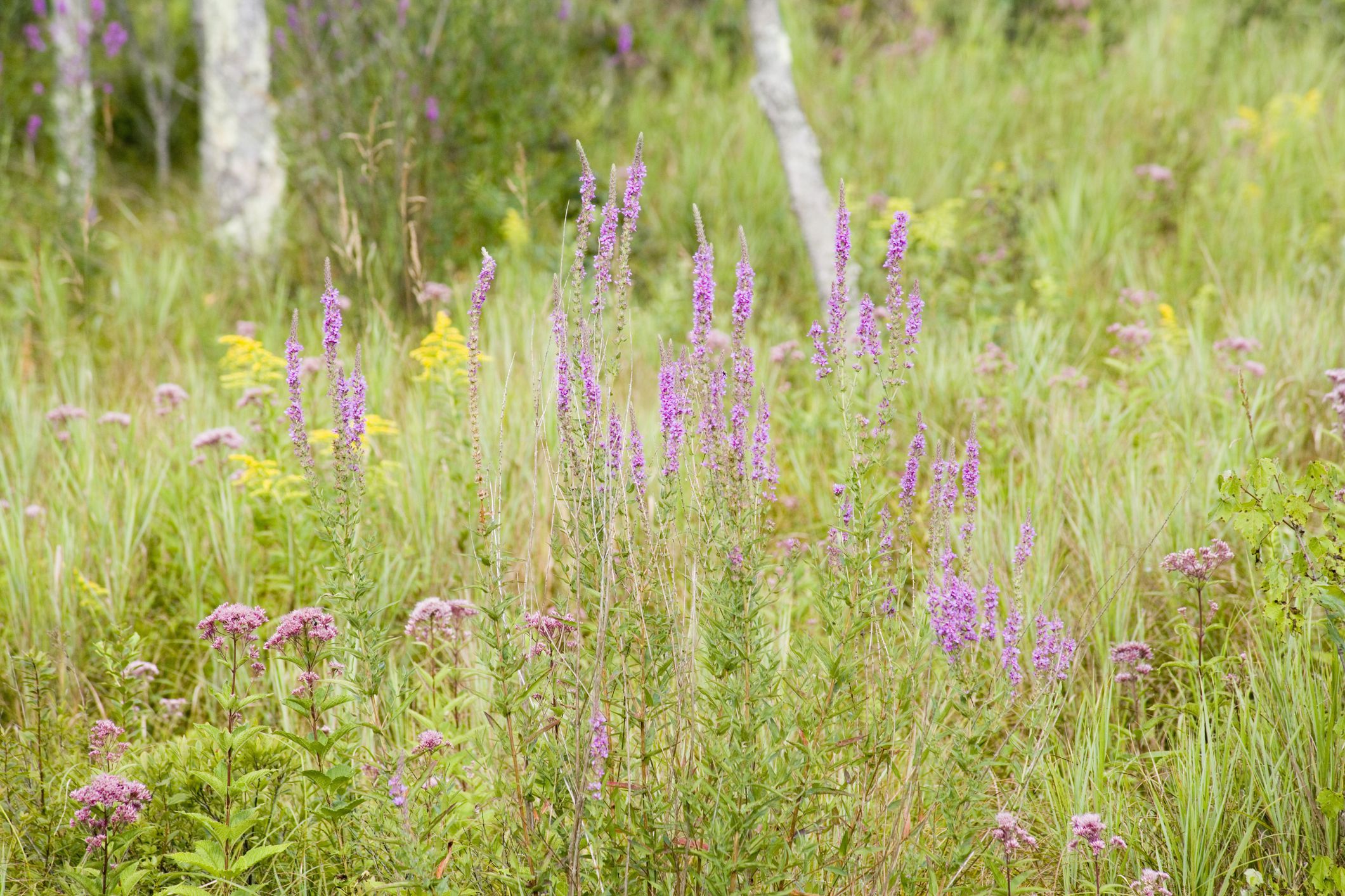 what-does-invasive-plants-mean