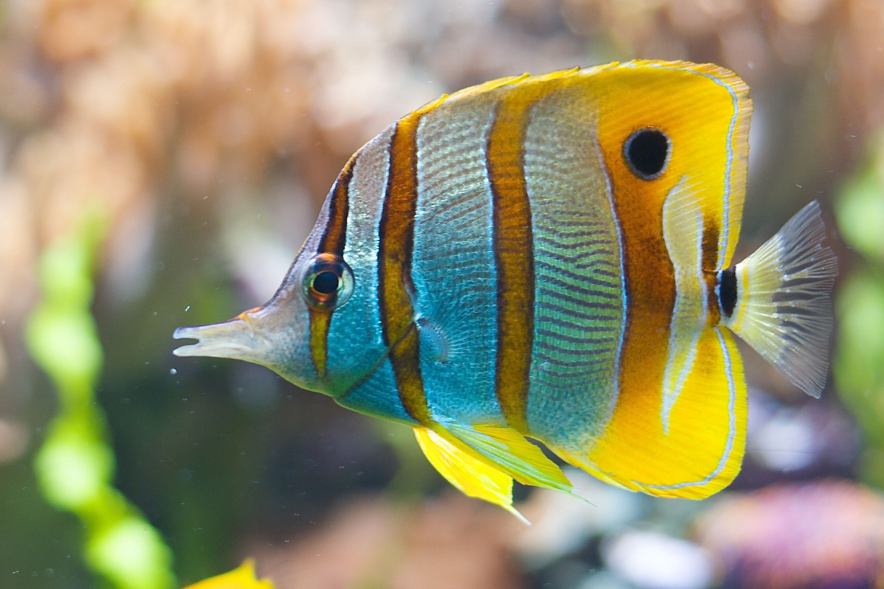 Tips on Moving Reef Tank with Saltwater Fish