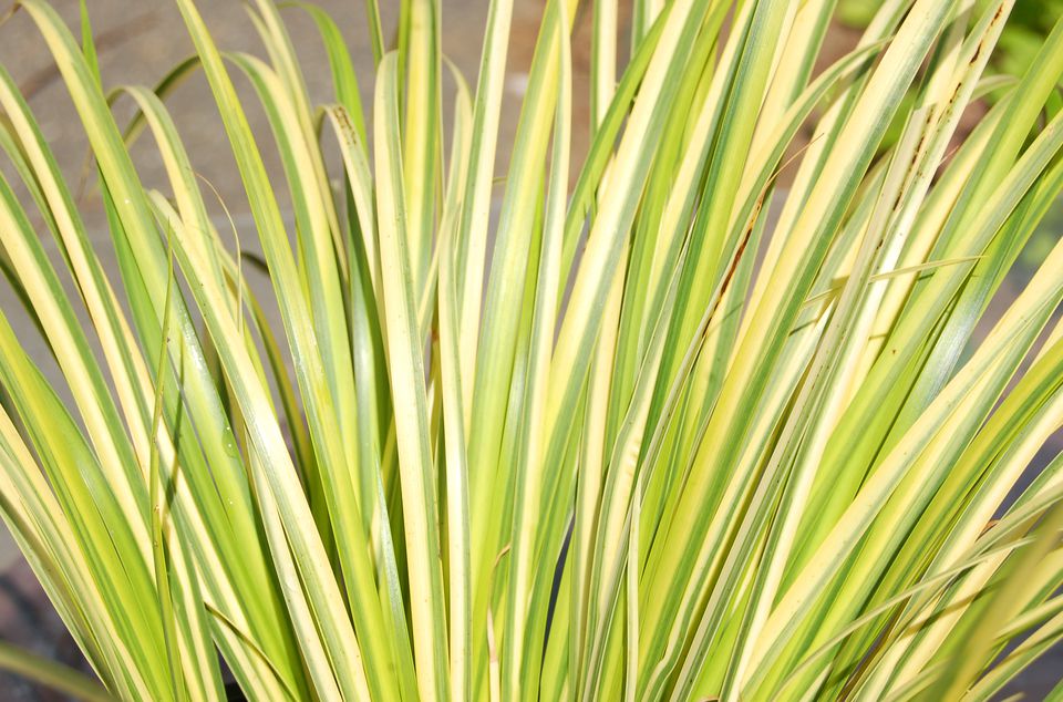 How To Grow Ogon Golden Variegated Sweet Flag Grass