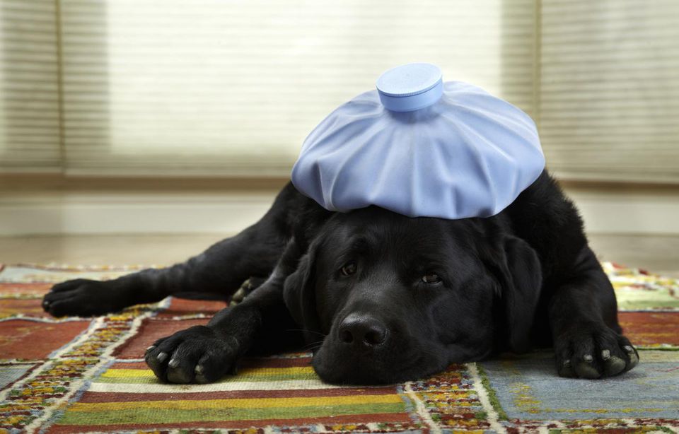 Signs of Illness in Dogs