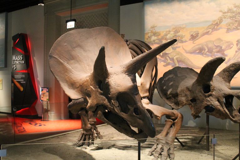 different species of triceratops