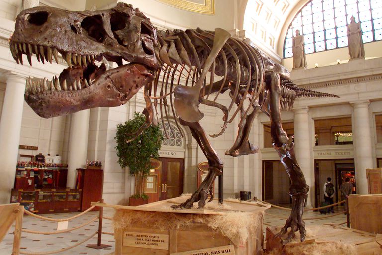 From Sauropods to Tyrannosaurs: The 15 Main Dinosaur Types