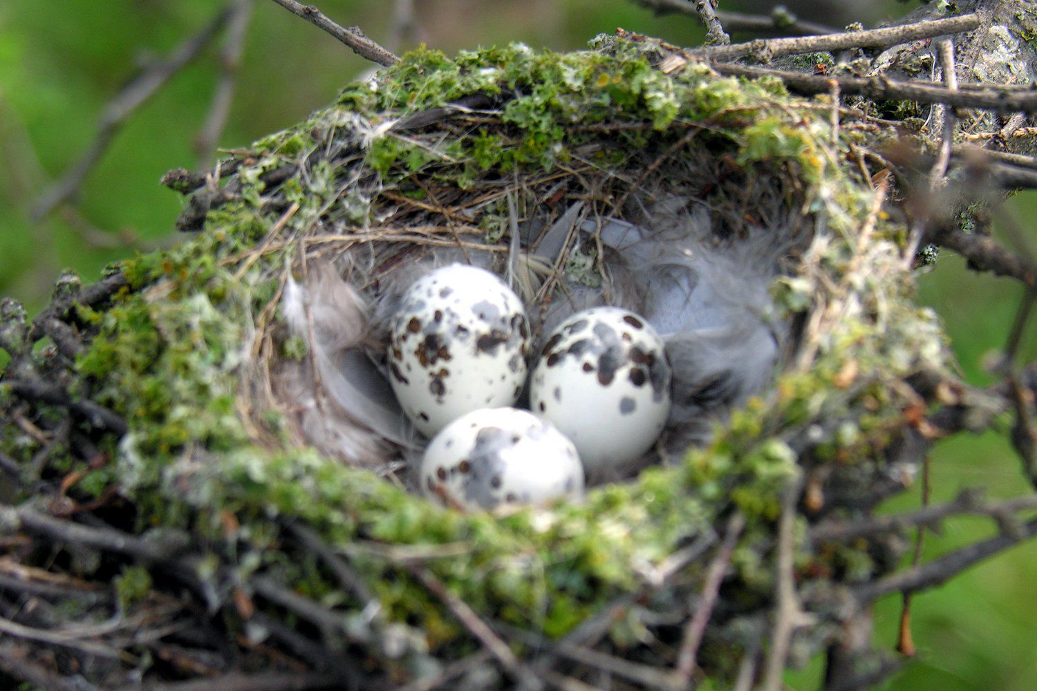 Photos of Wild Bird Nests and Eggs