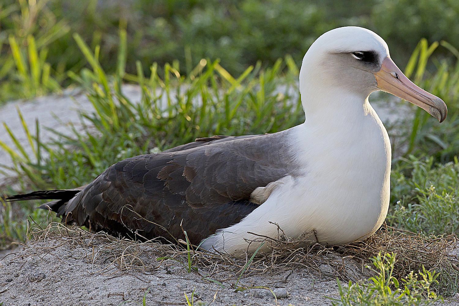 Bird Lifespans and Life Expectancy