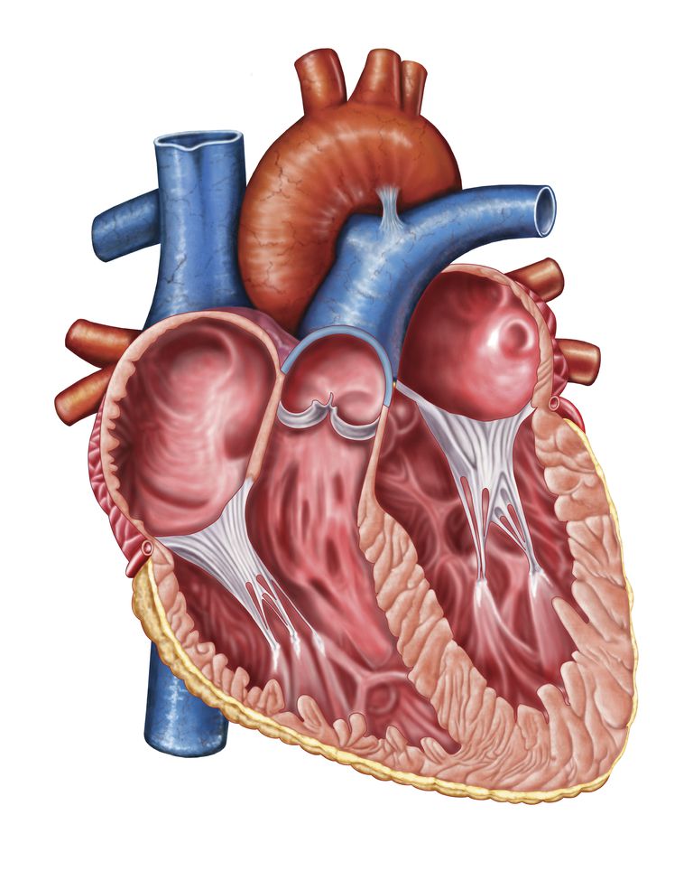 Aortic Regurgitation - A Leaky Valve