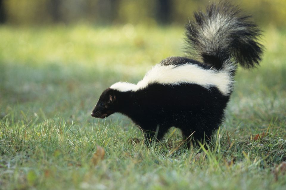 skunk