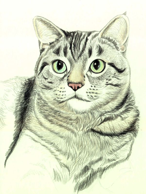 How to Draw a Cat in Colored Pencil 