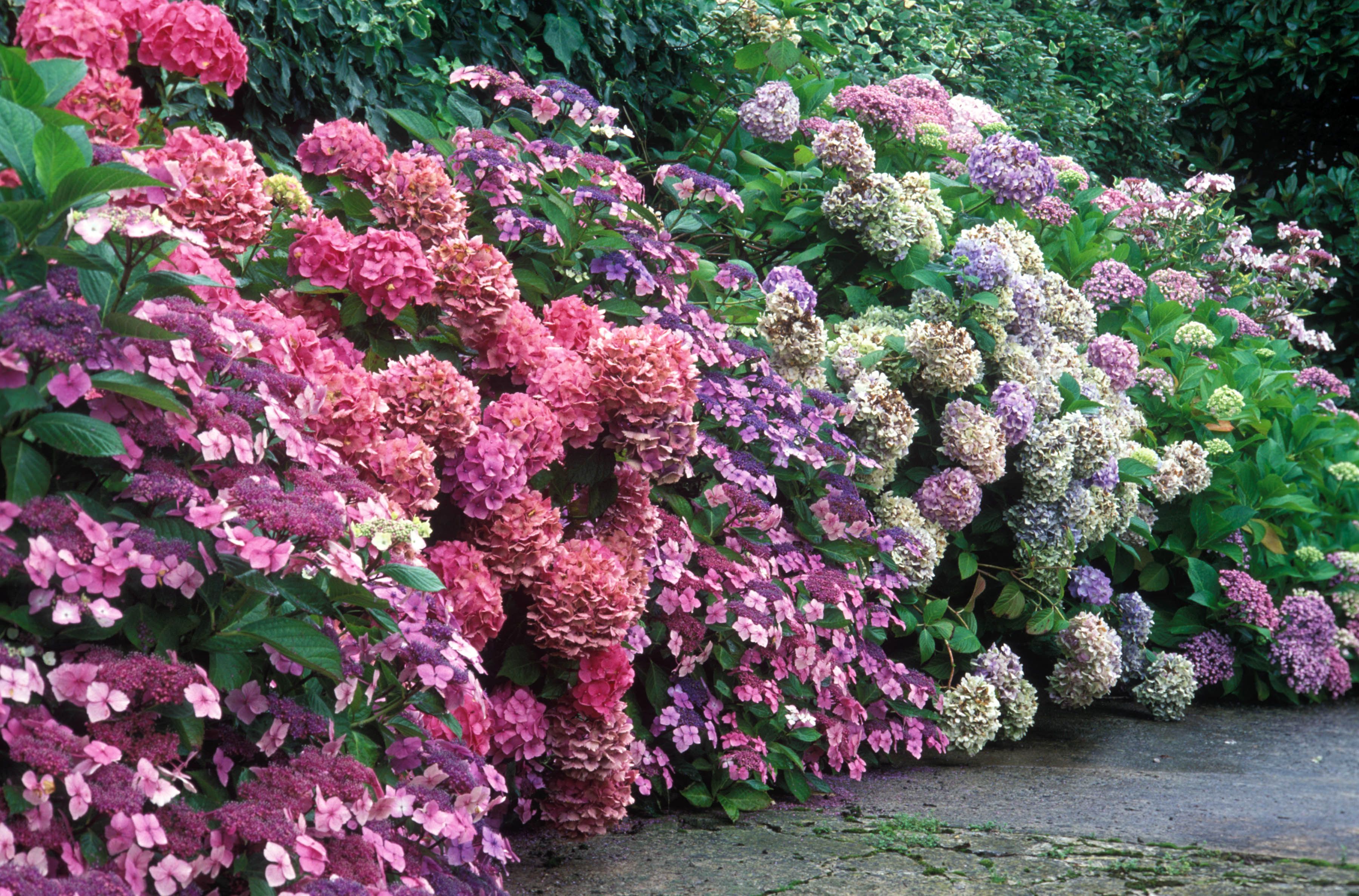 Самые красивые садовые цветы фото и названия