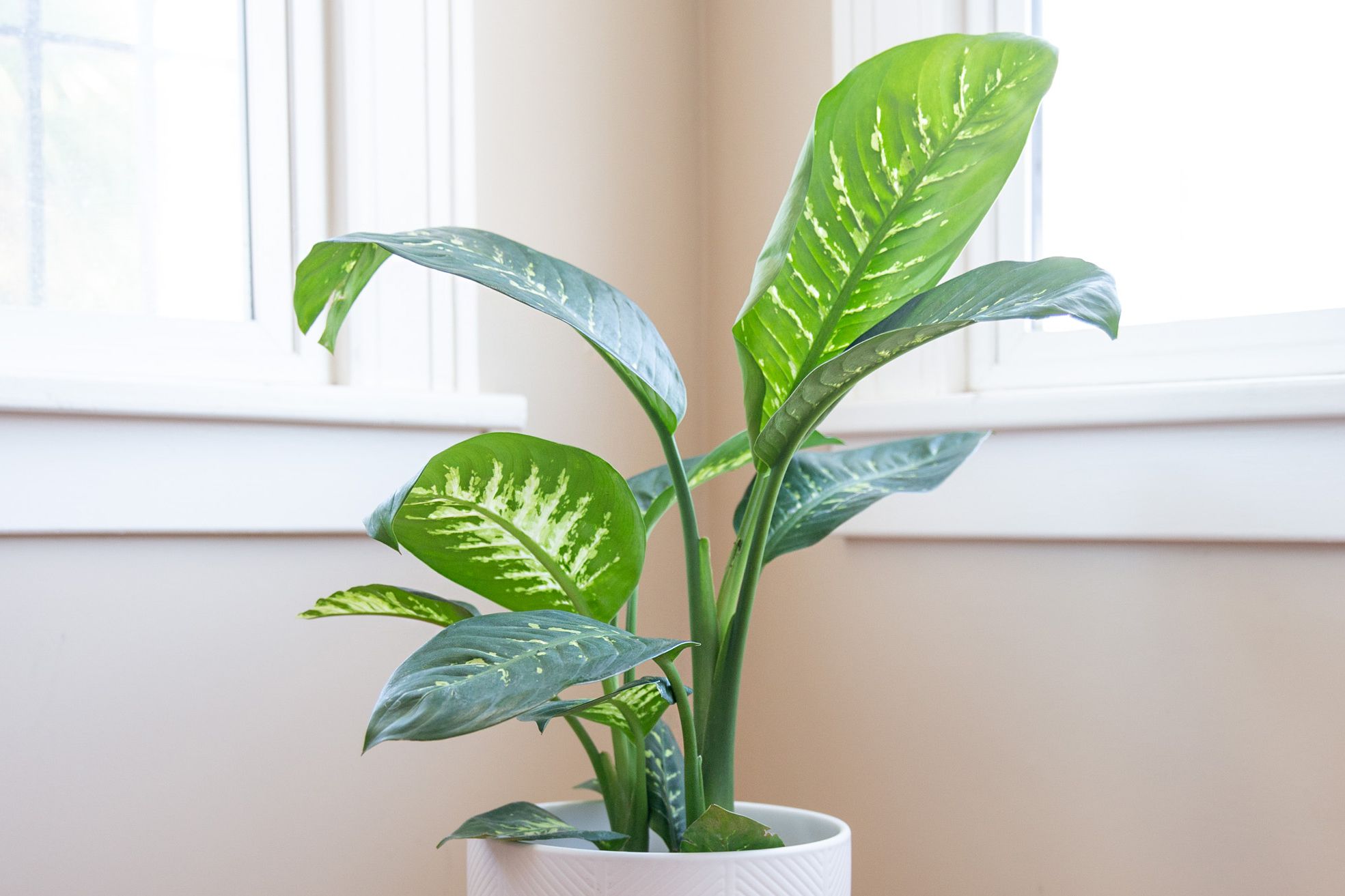 Houseplant Dangerous for Pets