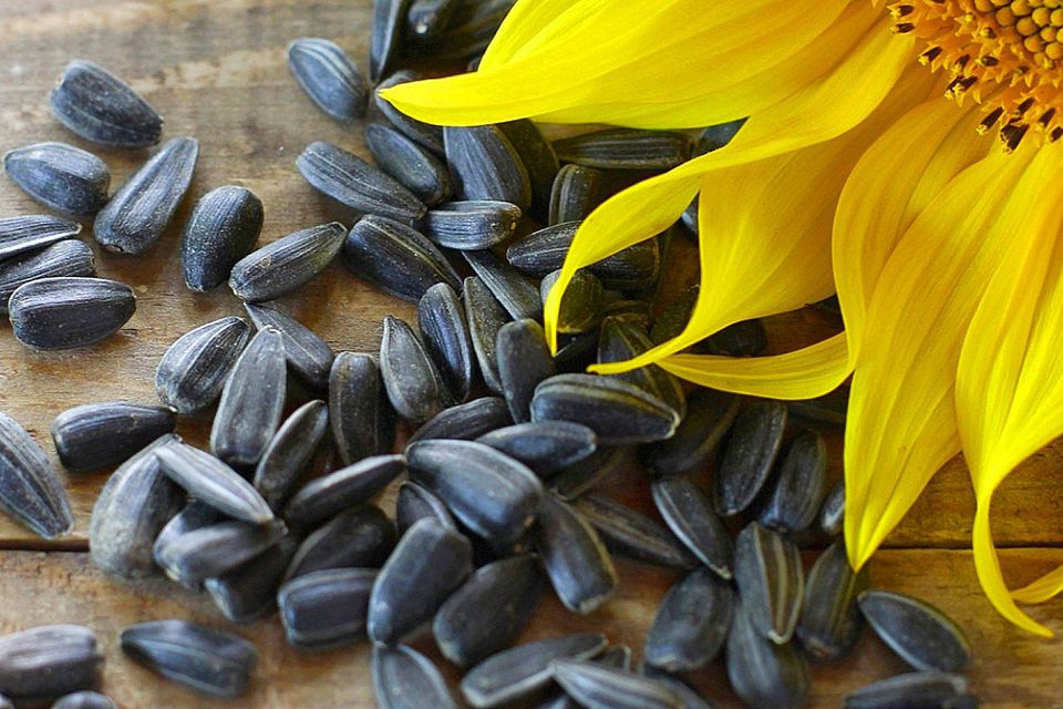 Image result for Sunflower Seeds