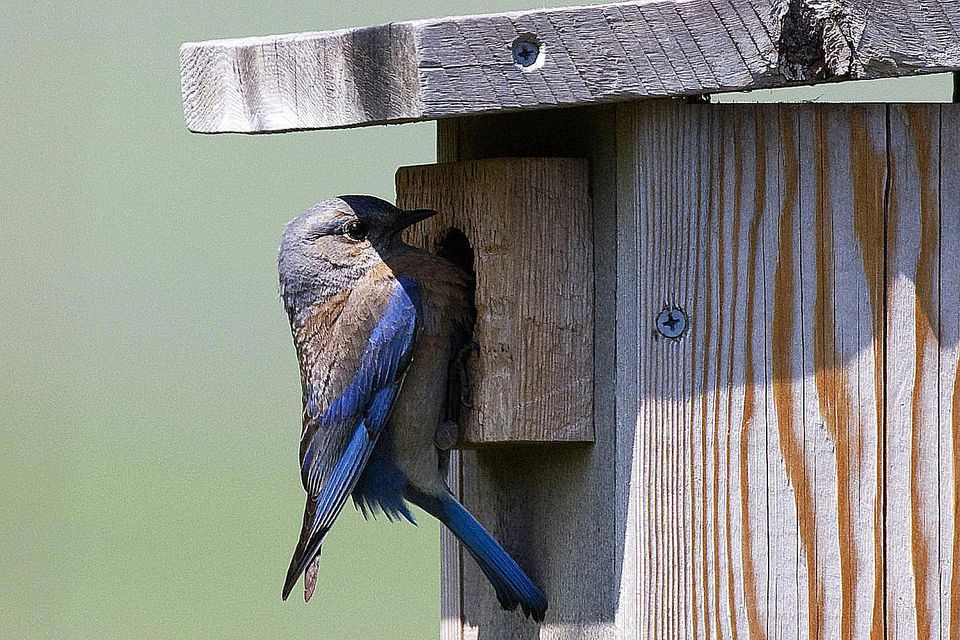 free-plans-for-building-a-bluebird-house