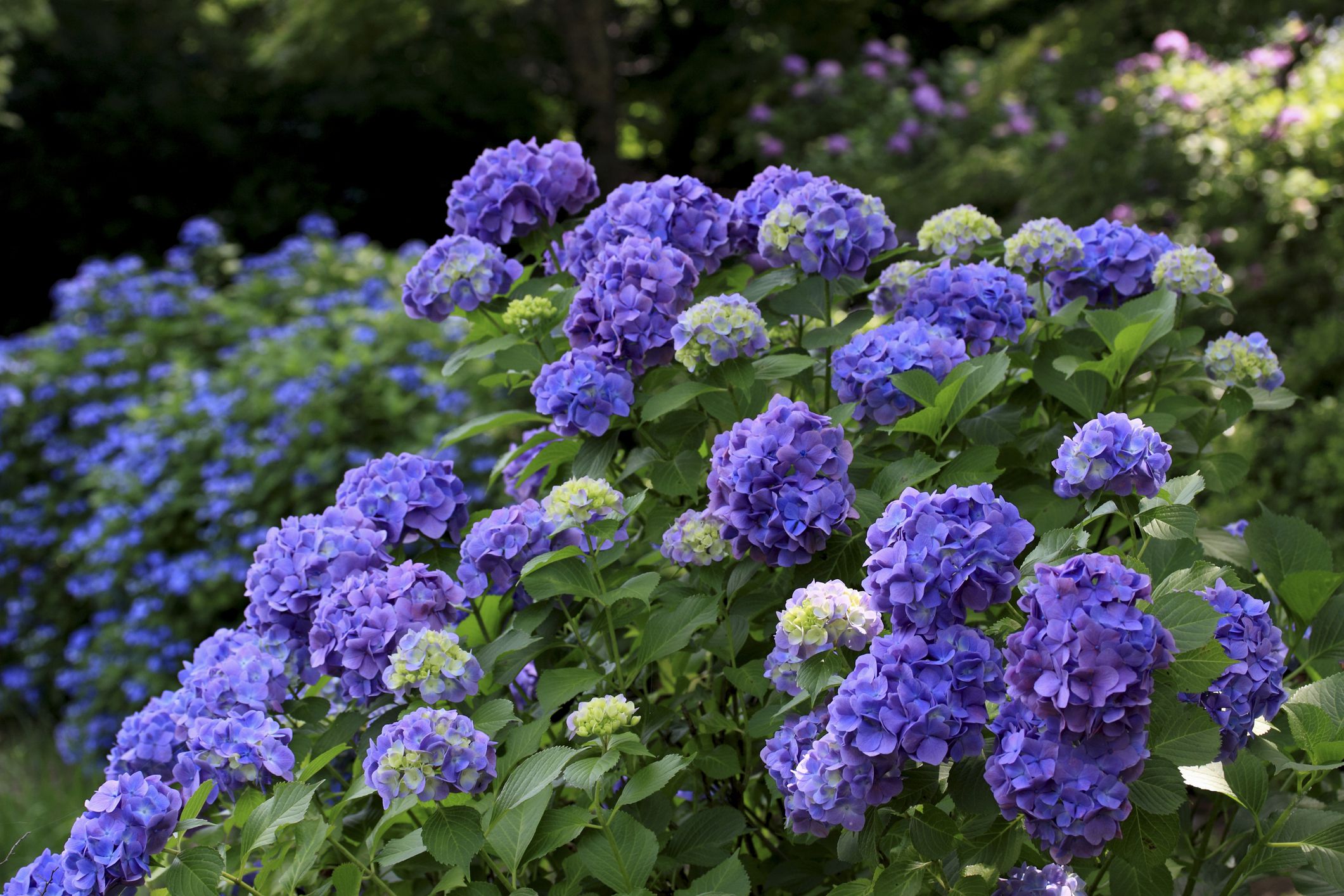 When to Prune Different Kinds of Hydrangeas