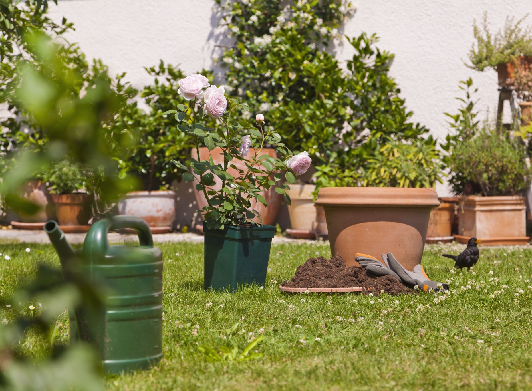 Reglas De Jardinería Para Principiantes Y Aficionados