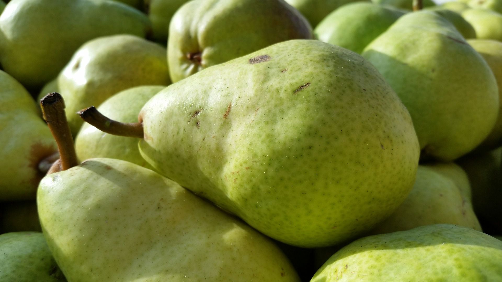 Your Ultimate Pear Primer for Fall