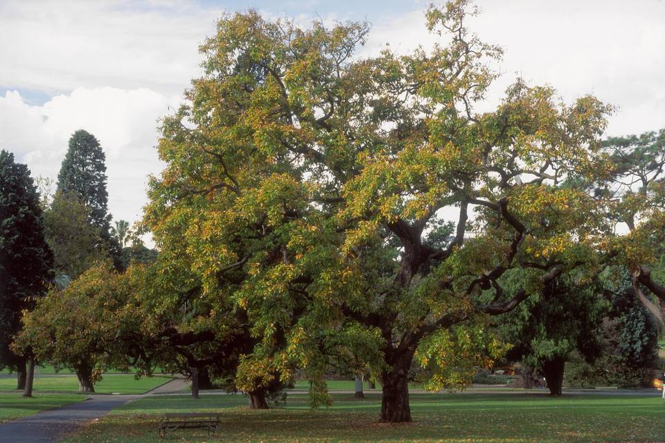 Fast-Growing Shade Trees, USDA Zones 5 to 10