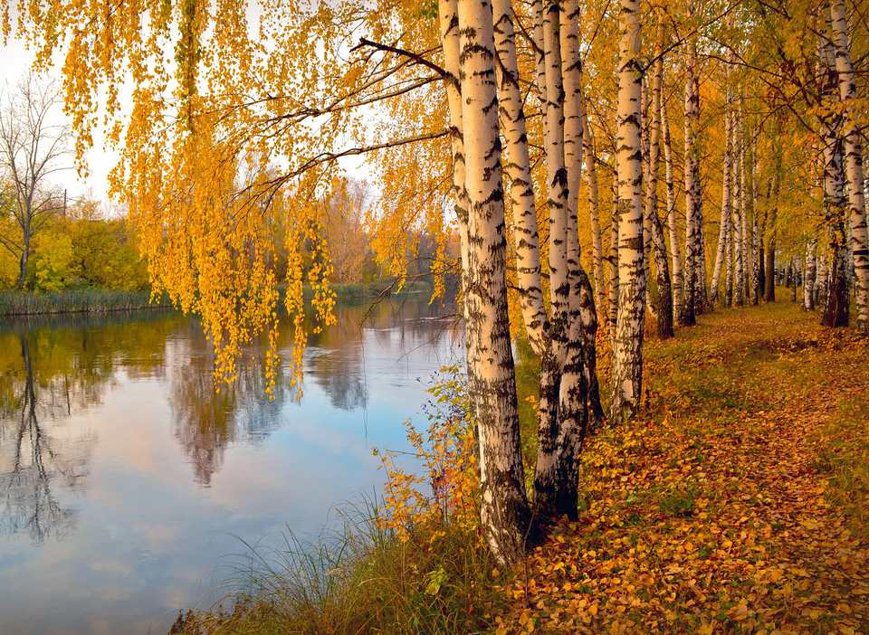 Meet 12 Species of Birch Trees - Betula Genus