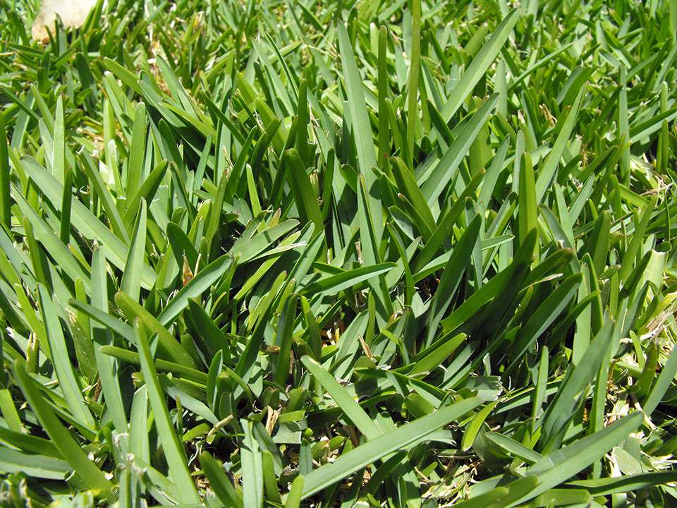 Warm Season Grasses for Good Performance in Hot Weather