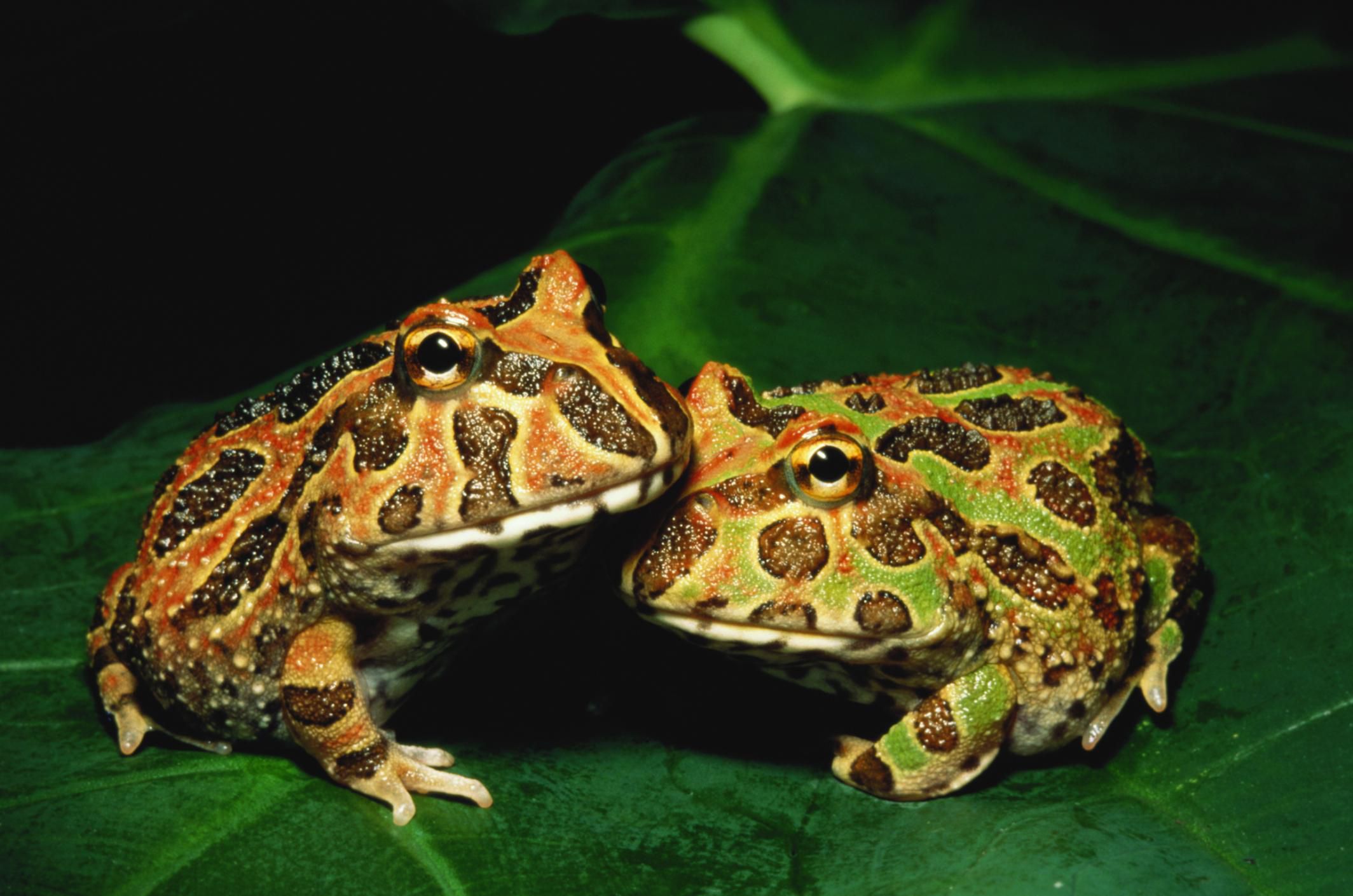 Caring for Pacman Frogs as Pets