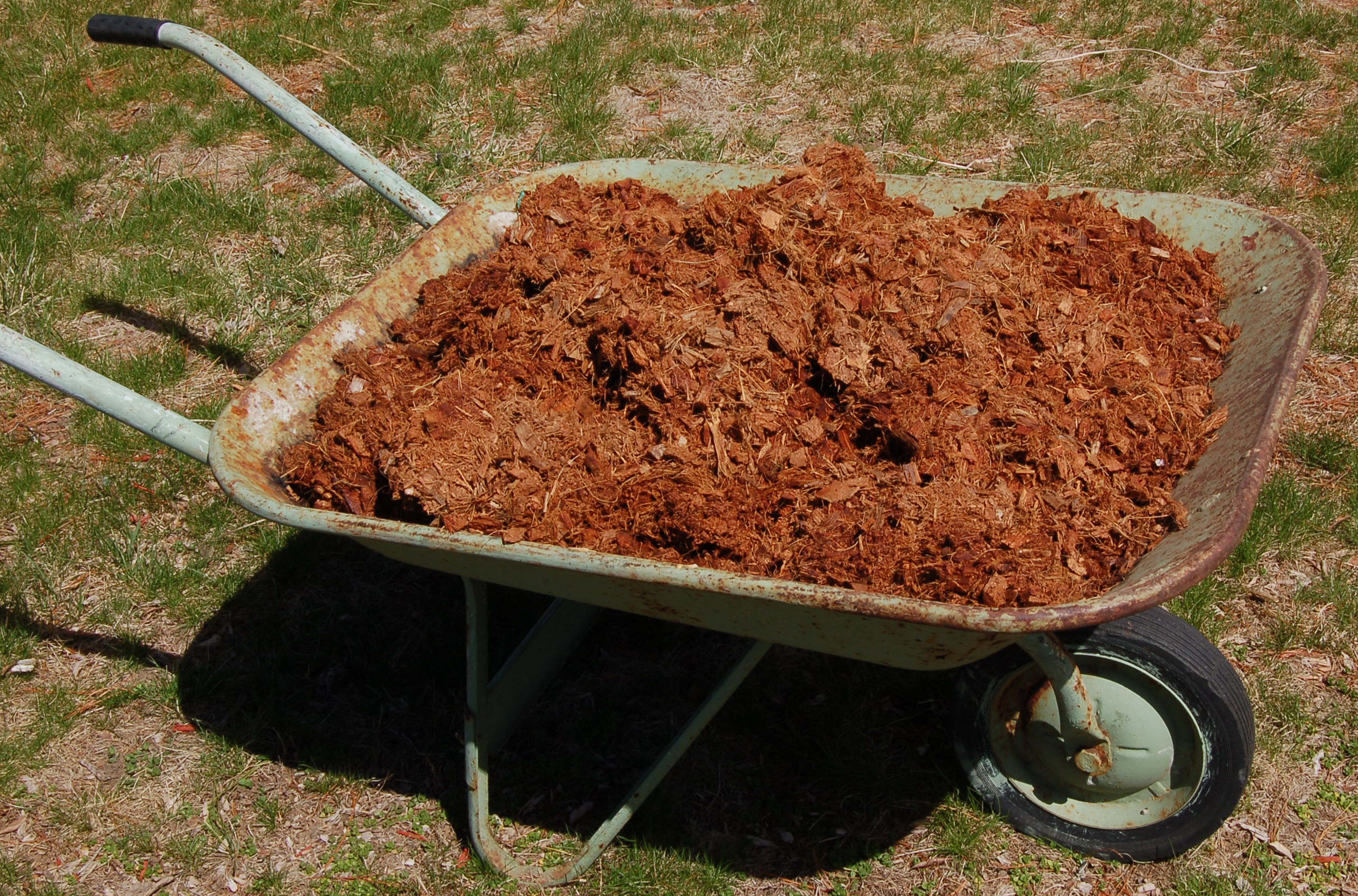 Dealing With a Muddy Mess Caused by Dogs in the Yard