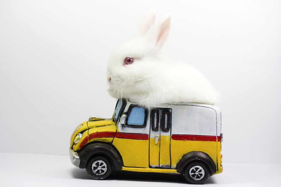 How to Take a Rabbit on a Car Ride Traveling with Rabbits