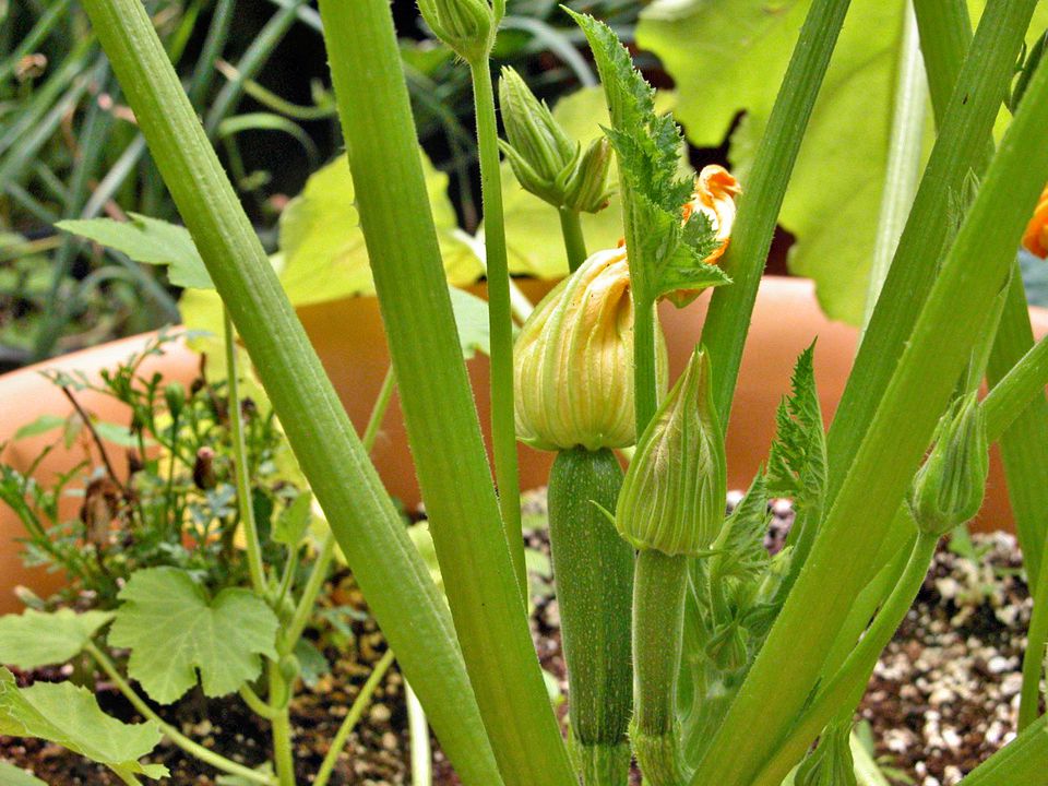 5 Tips for Growing Great Zucchini