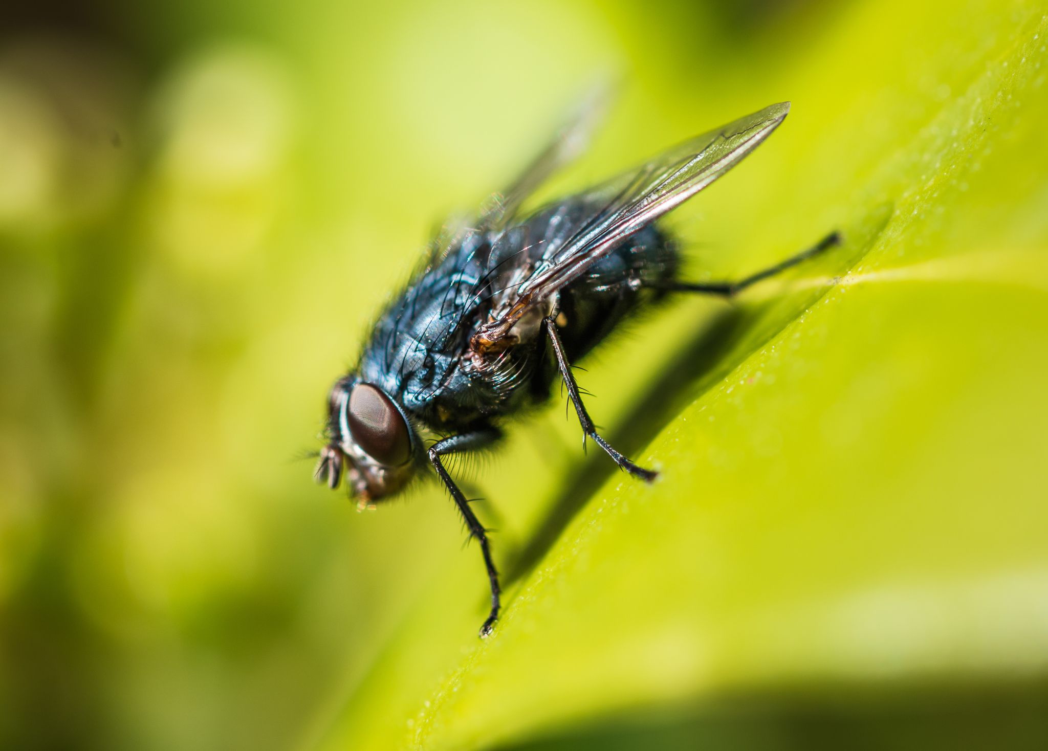 The Characteristics of Diptera